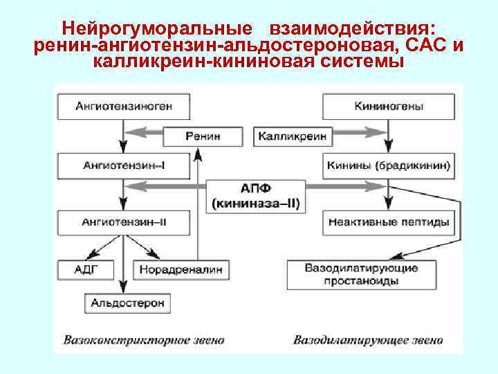 Схема раас физиология