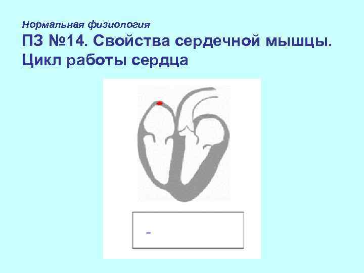 Нормальная физиология ПЗ № 14. Свойства сердечной мышцы. Цикл работы сердца 