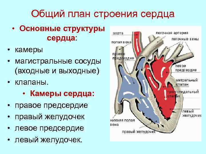 Особенности предсердия. Строение сердца. Структуры внутреннего строения сердца. Схема внутреннего строения сердца. Общий план строения сердца.