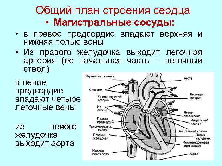 Сколько вен в левом предсердии. Строение магистральных сосудов сердца. Анатомия сердца и магистральных сосудов. Строение сосудов сердца анатомия. Общий план строения сердца.