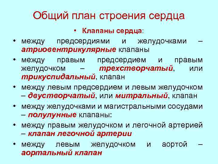 Общий план строения сердца • Клапаны сердца: • между предсердиями и желудочками – атриовентрикулярные