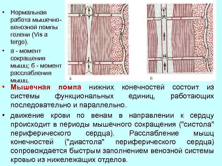 Функциональная единица сердечной мышечной ткани. Структурно-функциональная единица мышечной ткани. Структурно-функциональная единица мышцы. Работа мышечно венозной помпы голени. Структурно-функциональная единица сердца.