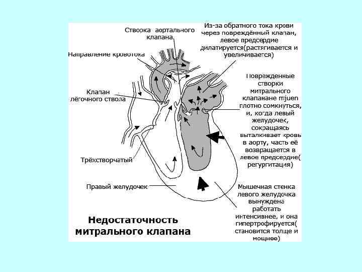 Сердечная мышца где находится фото