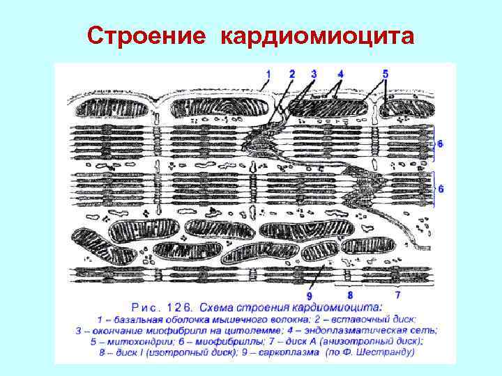 Кардиомиоциты. Схема соединения кардиомиоцитов вставочного диска. Строение кардиомиоцита физиология. Соединение кардиомиоцитов вставочного диска. Схема соединения кардиомиоцитов вставочного диска гистология.