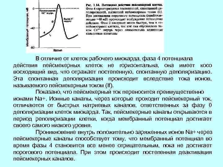 Потенциал действия пейсмекерных