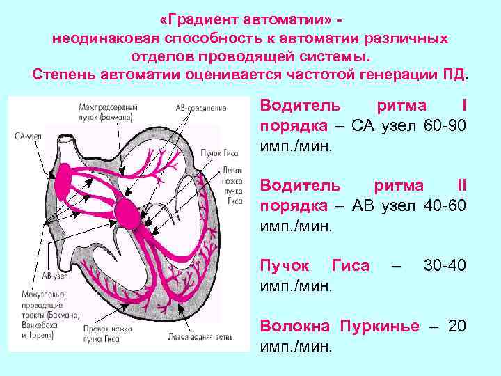 Проводящая система сердца механизм автоматии сердца презентация