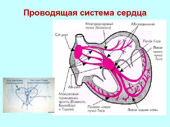 Сердечная мышца где находится фото