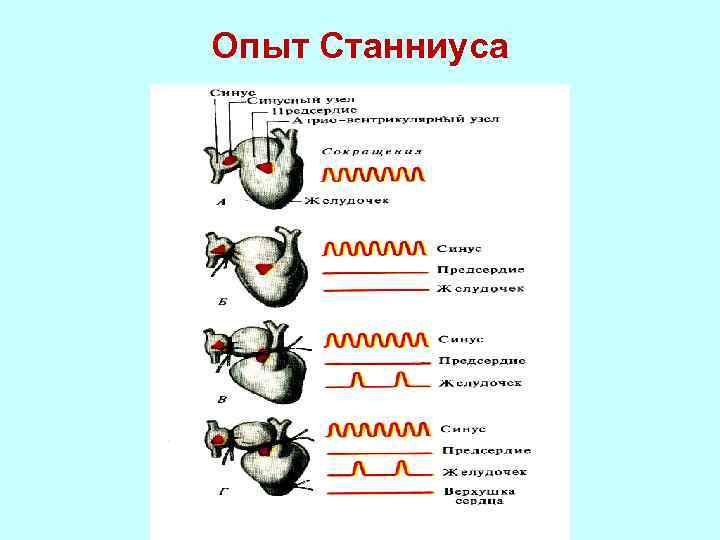 Свойства сердечной мышцы физиология презентация