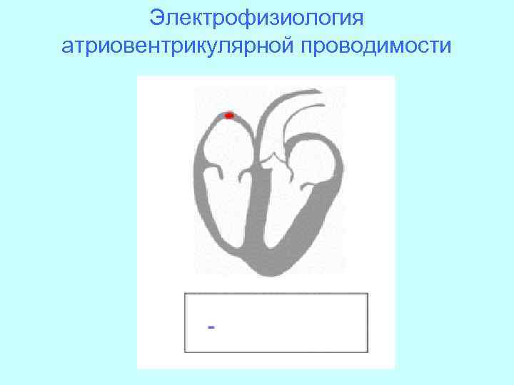 Электрофизиология атриовентрикулярной проводимости 