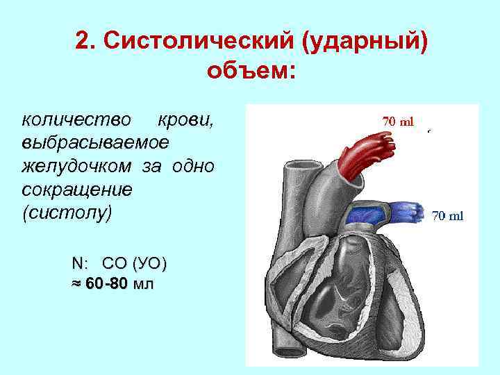 Ударный объем. Ударный систолический объем крови. Ударный(систолический) объем крови ,минутный объем крови. Что такое ударный объем крови и минутный объем крови. Систолический ударный объем сердца это.