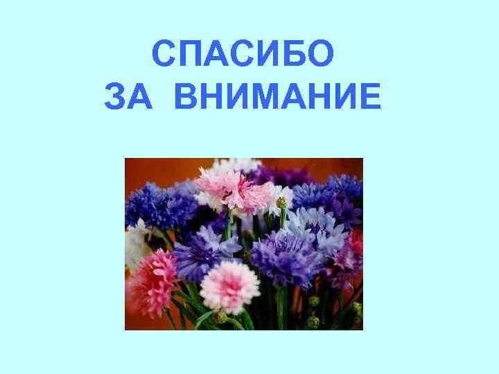 СПАСИБО ЗА ВНИМАНИЕ 