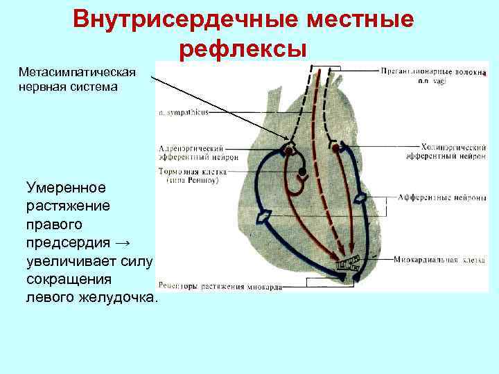 Периферические рефлексы. Метасимпатическая регуляция сердца. Внутрисердечные периферические рефлексы сердца. Внутрисердечная нервная регуляция сердца. Внутрисердечные рефлексы Метасимпатическая система.