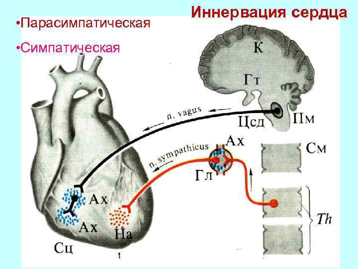 Регуляция сердца. Парасимпатическая регуляция сердца. Парасимпатическая регуляция деятельности сердца. Регуляция сердце нормальная физиология. Парасимпатическая рефлекторная дуга сердца.