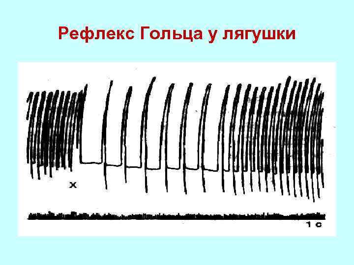 Рефлекс гольца физиология схема