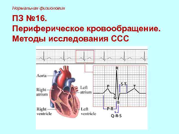 Периферическое кровообращение. Физиология сердечно-сосудистой системы. Нормальная физиология сердечно-сосудистой системы. Нормальная физиология ССС. Методы исследования сердечно-сосудистой системы физиология.