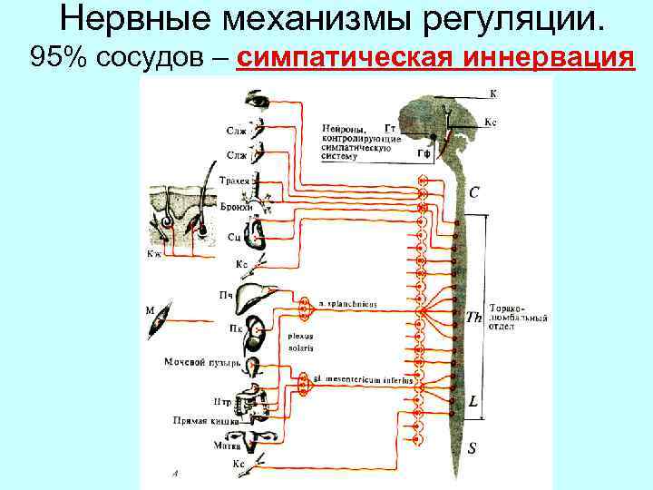 Кто открыл сосудосуживающие сосуды опишите схему опыта