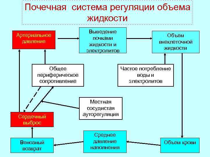 Система регуляции