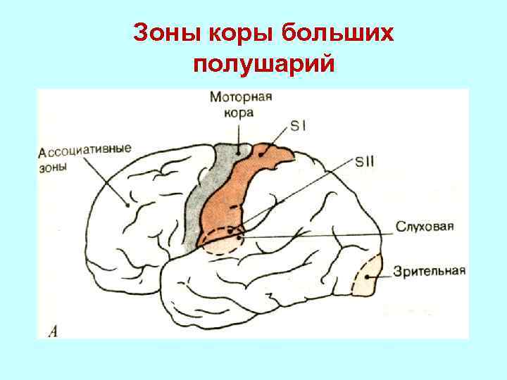 Зоны коры больших