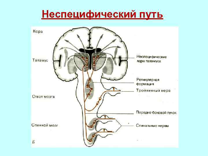 Физиология сенсорных систем картинки