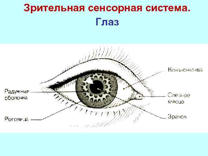 Зрительная система презентация