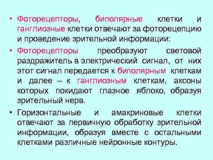  • Фоторецепторы, биполярные клетки и ганглиозные клетки отвечают за фоторецепцию и проведение зрительной