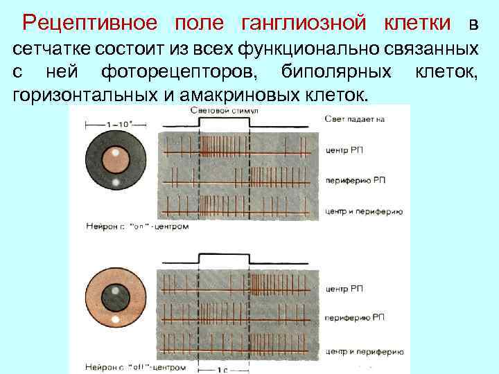 Построение изображения на сетчатке физиология