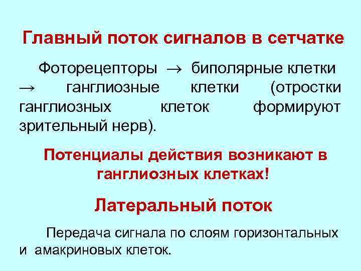 Главный поток сигналов в сетчатке Фоторецепторы биполярные клетки → ганглиозные клетки (отростки ганглиозных клеток