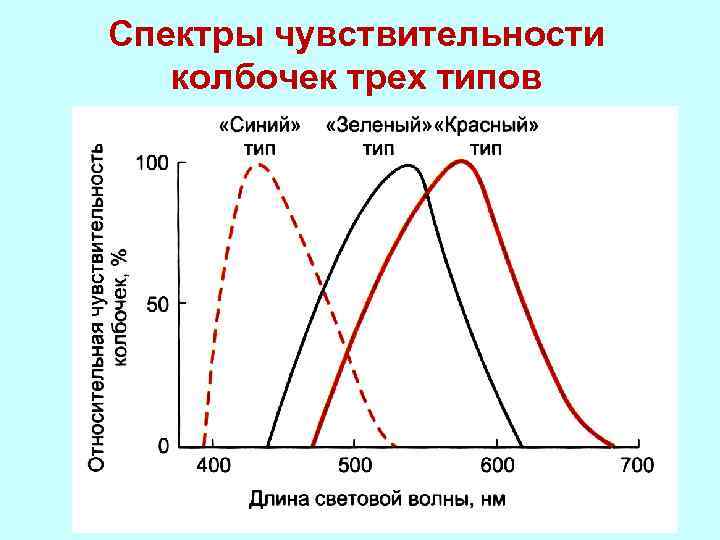 Спектральная чувствительность. Спектральная чувствительность трёх типов колбочек. Кривая спектральной чувствительности глаза. График спектральной чувствительности глаза. График относительной спектральной чувствительности глаза.