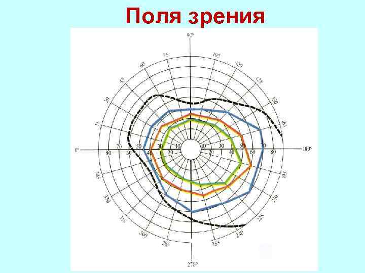 Поле зрения норма