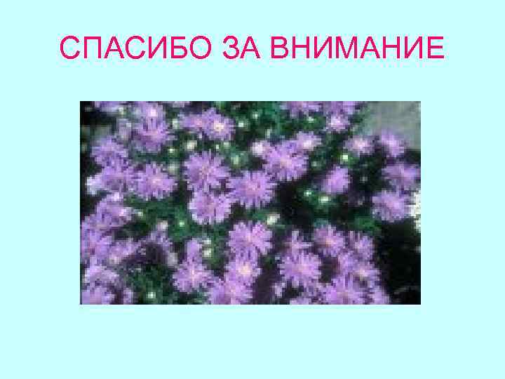 СПАСИБО ЗА ВНИМАНИЕ 