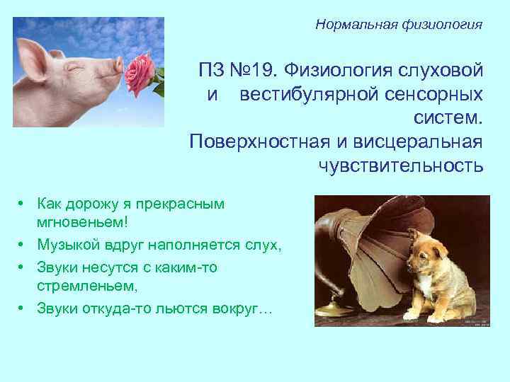 Нормальная физиология ПЗ № 19. Физиология слуховой и вестибулярной сенсорных систем. Поверхностная и висцеральная