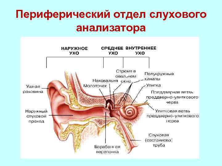 Периферический отдел слухового анализатора 