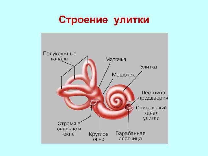 Строение улитки 