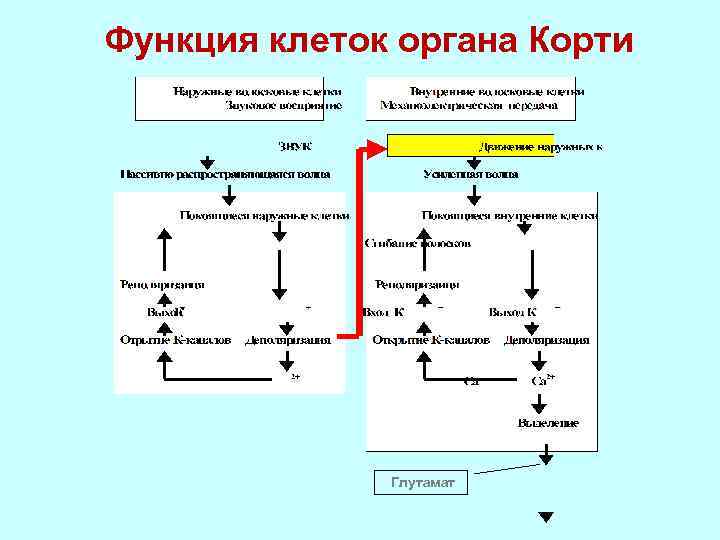 Функция клеток органа Корти Глутамат 