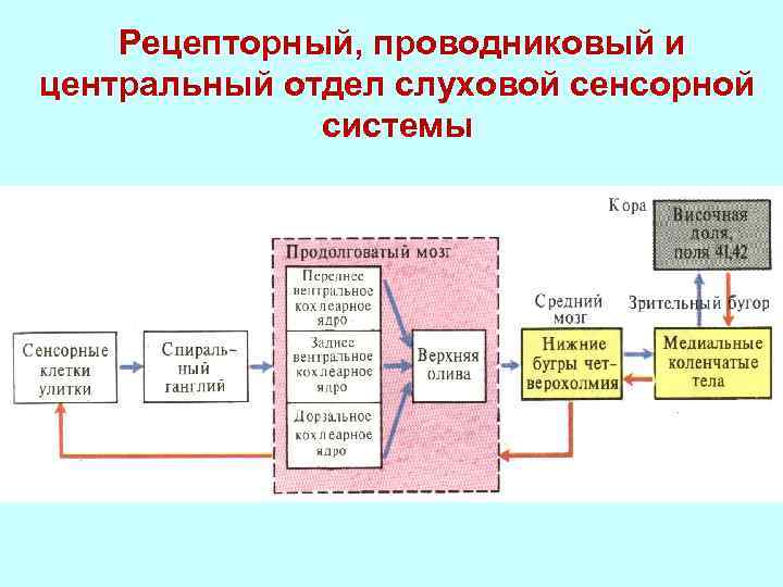Рецепторный, проводниковый и центральный отдел слуховой сенсорной системы 