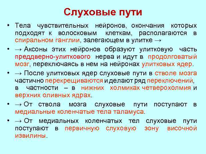 Слуховые пути • Тела чувствительных нейронов, окончания которых подходят к волосковым клеткам, располагаются в