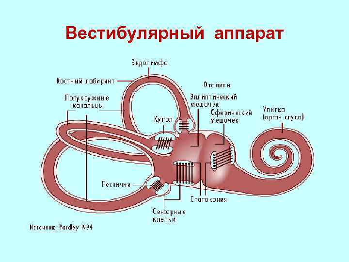 Вестибулярный аппарат строение рисунок