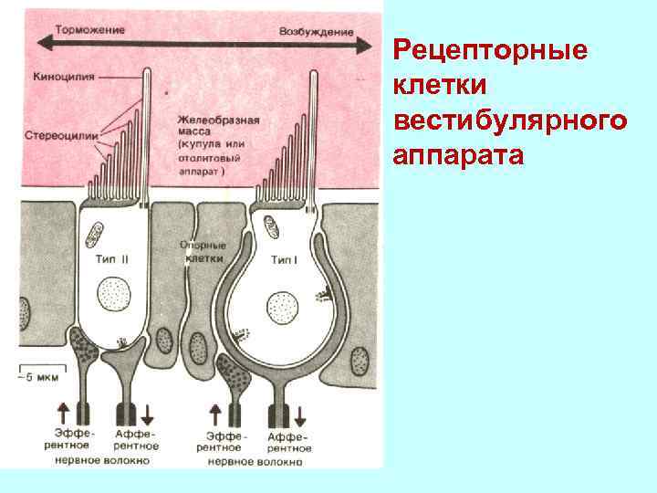 Схема строения волосковых клеток