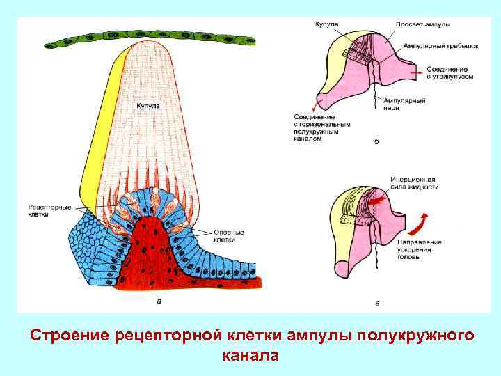 Что воспримут изображенные на рисунке рецепторные клетки свет прикосновение растворенное