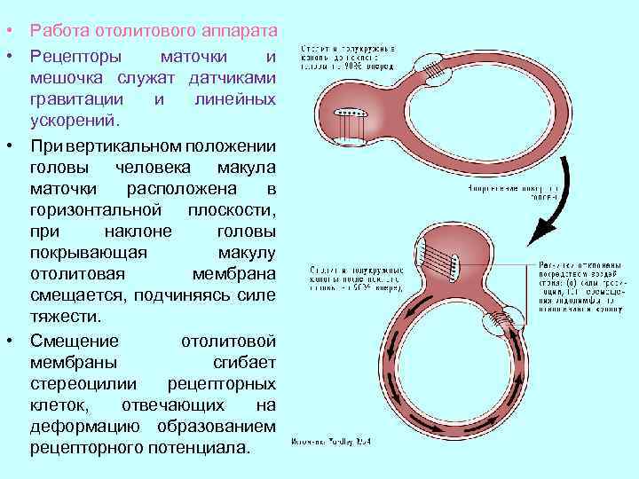  • Работа отолитового аппарата • Рецепторы маточки и мешочка служат датчиками гравитации и