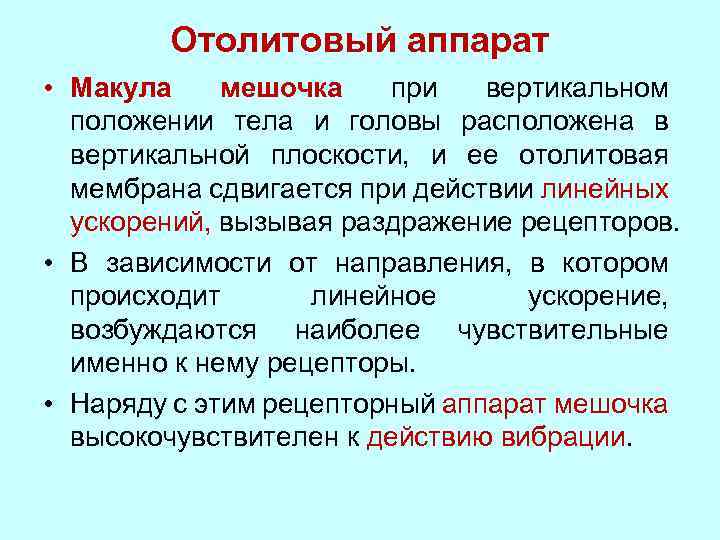 Отолитовый аппарат • Макула мешочка при вертикальном положении тела и головы расположена в вертикальной
