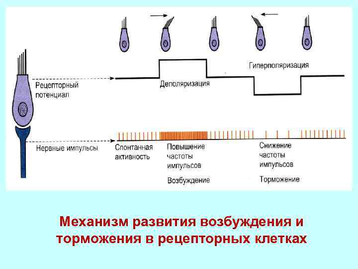 Механизм развития возбуждения и торможения в рецепторных клетках 