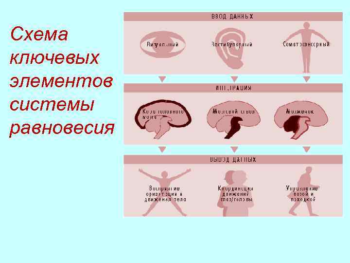 Схема ключевых элементов системы равновесия 