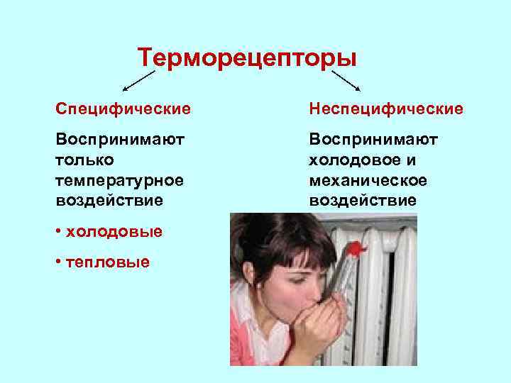 Терморецепторы Специфические Неспецифические Воспринимают только температурное воздействие Воспринимают холодовое и механическое воздействие • холодовые