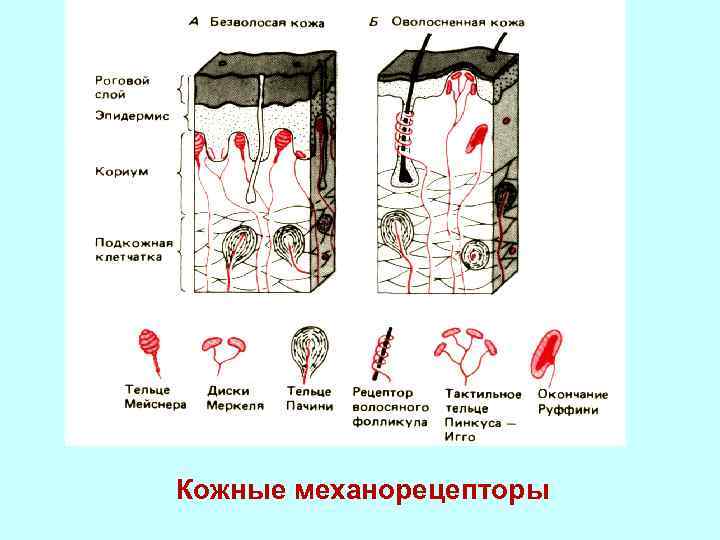 На рисунке изображена реакция механорецепторов на изменения раздражителей на примере телец пачини