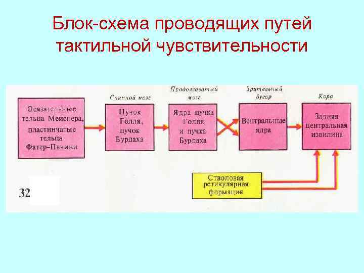 Проводящие пути тактильной чувствительности схема