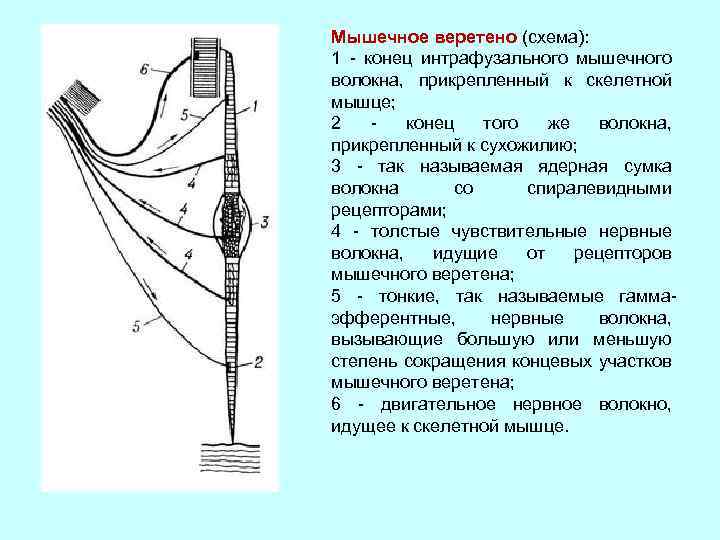 Формирование веретена