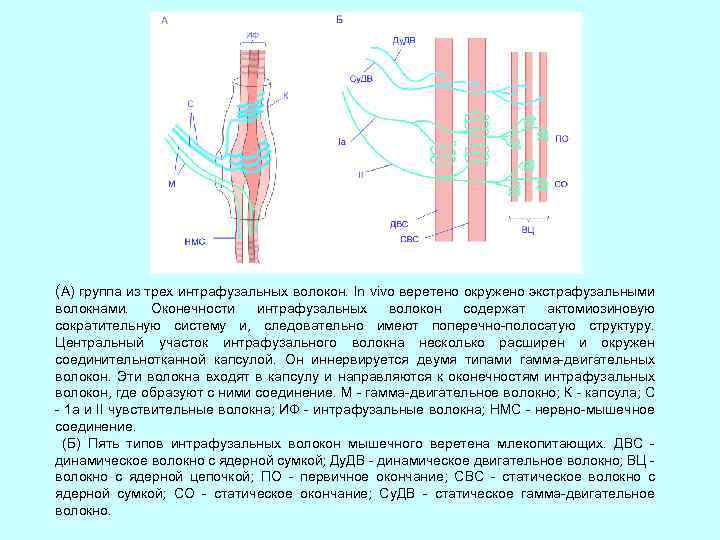 (А) группа из трех интрафузальных волокон. In vivo веретено окружено экстрафузальными волокнами. Оконечности интрафузальных