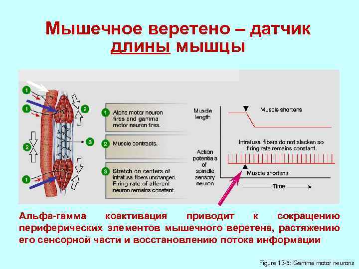 Мышечное веретено – датчик длины мышцы Альфа-гамма коактивация приводит к сокращению периферических элементов мышечного
