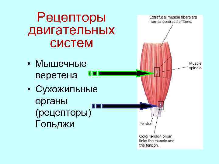 Рецепторы двигательного. Рецепторы мышечных веретен. Функция нервно мышечного веретена. Мышечные веретена и рецепторы Гольджи. Мышечное Веретено физиология.